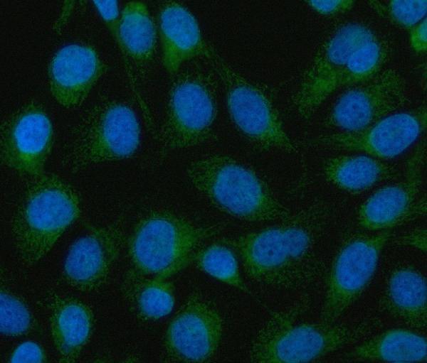 a04102 2 immt primary antibodies if testing 8