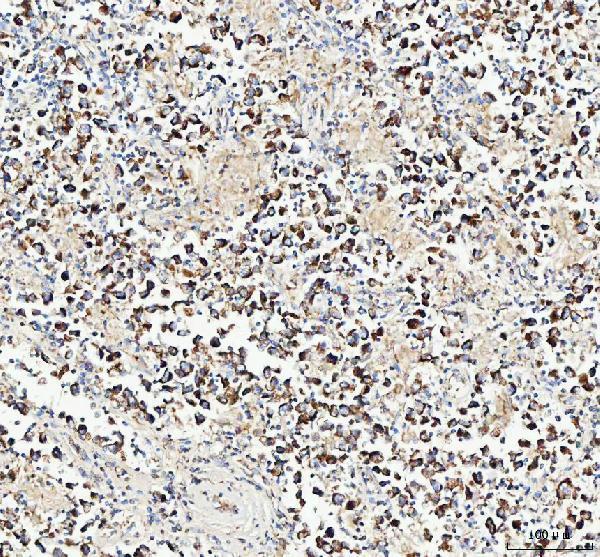 a04102 2 immt primary antibodies ihc testing 5