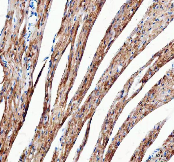 a04102 2 immt primary antibodies ihc testing 6