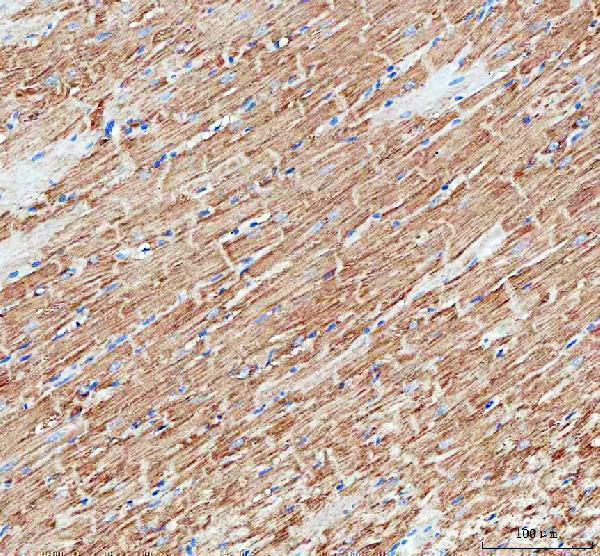 a04102 2 immt primary antibodies ihc testing 7