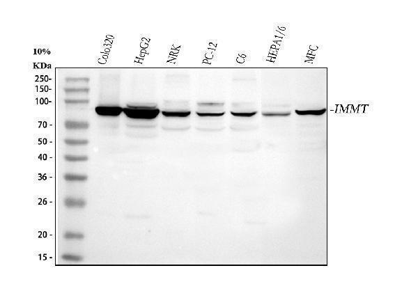  Western blot analysis of Mitofilin/IMMT using anti-Mitofilin/IMMT antibody (A04102-2)