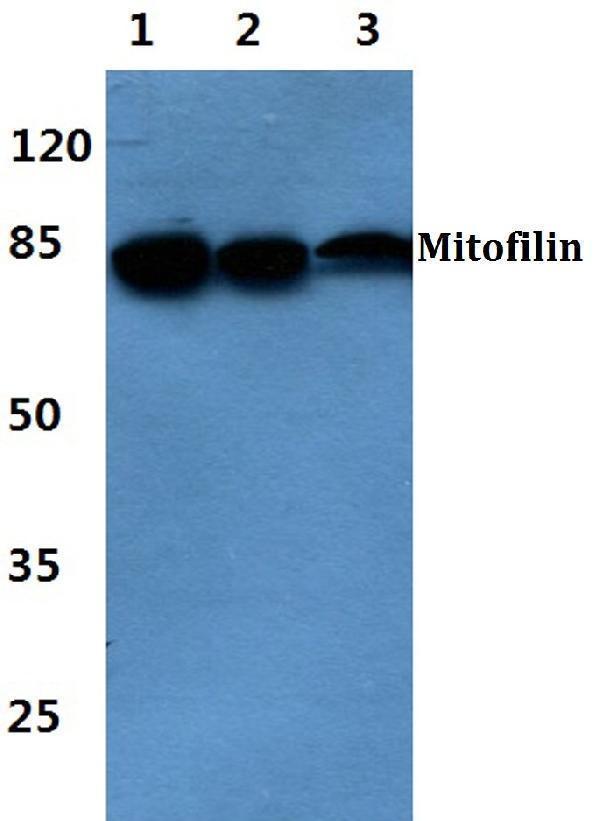 a04102 immt primary antiboties wb testing 1