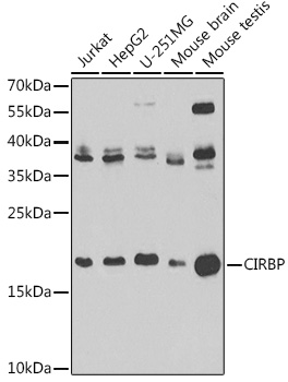 a04103 cirbp primary antiboties wb testing 1