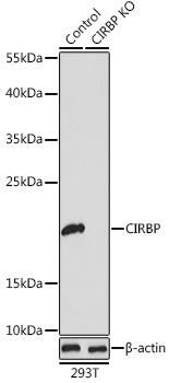 a04103 cirbp primary antiboties wb testing 2