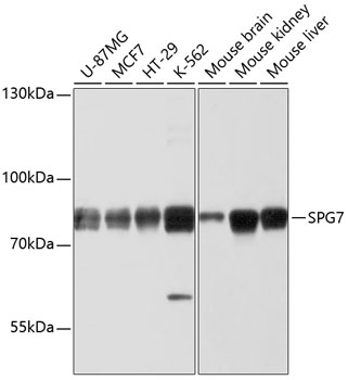 Western blot analysis of extracts of various cell lines, using SPG7 antibody  at 1:1000 dilution