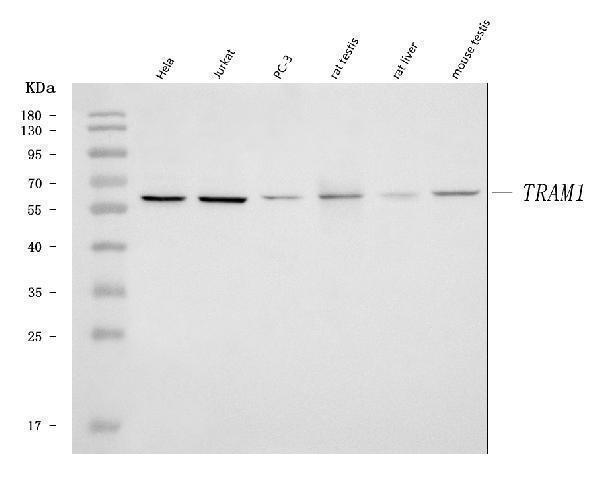  Western blot analysis of TRAM1 using anti-TRAM1 antibody (A04106)