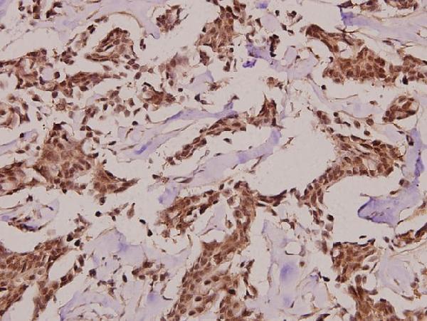 a04107 sncaip primary antiboties ihc testing 2