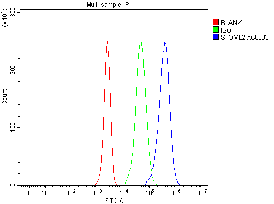 a04108 1 stoml2 primary antibodies fcm testing 1