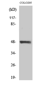 Western Blot analysis of various cells using MST-3 Polyclonal Antibody diluted at 1:1000