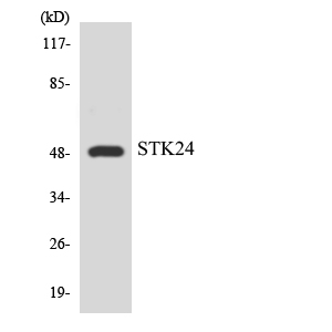 a04112 1 stk24 primary antibodies wb testing 4