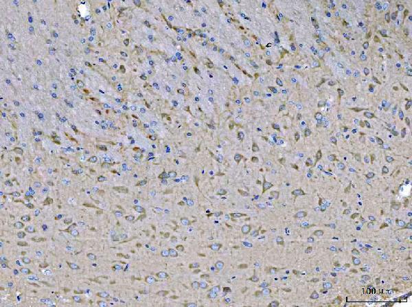 a04112 3 stk24 primary antibodies ihc testing 4