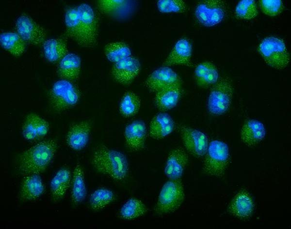 a04114 2 lgals2 primary antibodies if testing 5