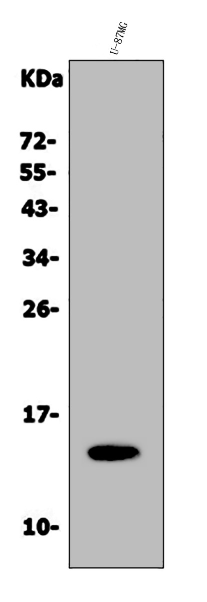  Western blot analysis of Galectin 2/LGALS2 using anti-Galectin 2/LGALS2 antibody (A04114-2)