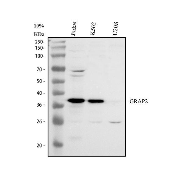 Western blot analysis of GRAP2 using anti-GRAP2 antibody (A04115-1)