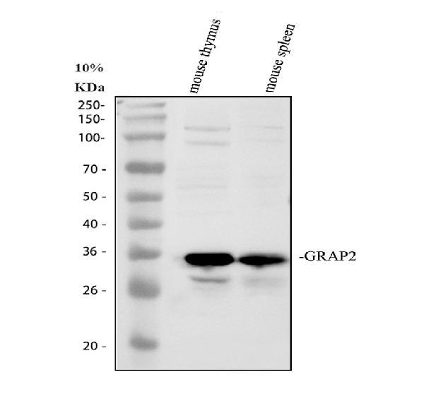 Western blot analysis of GRAP2 using anti-GRAP2 antibody (A04115-1)