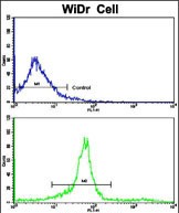 a04116 1 anti klc1 antibody center fc testing 4