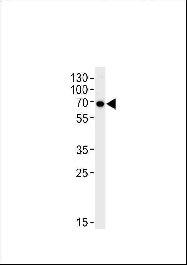 a04116 1 anti klc1 antibody center wb testing 1