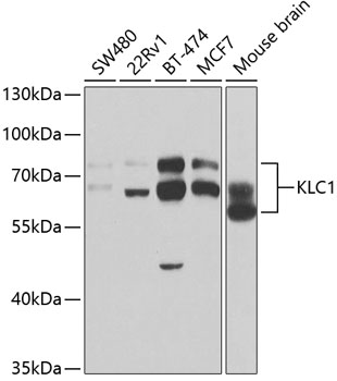 Western blot analysis of KLC1 polyclonal antibody
