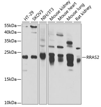 Western blot analysis of extracts of various cell lines, using RRAS2 antibody  at 1:1000 dilution