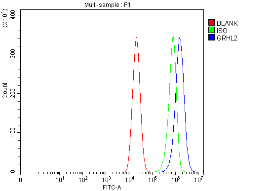 a04120 2 grhl2 primary antibodies fcm testing 7