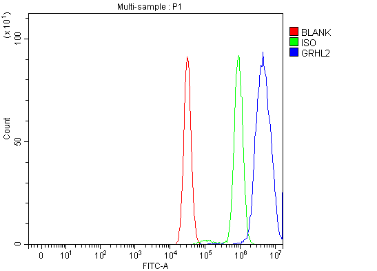 a04120 2 grhl2 primary antibodies fcm testing 8