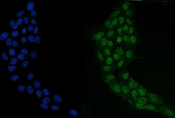 a04120 2 grhl2 primary antibodies if testing 6