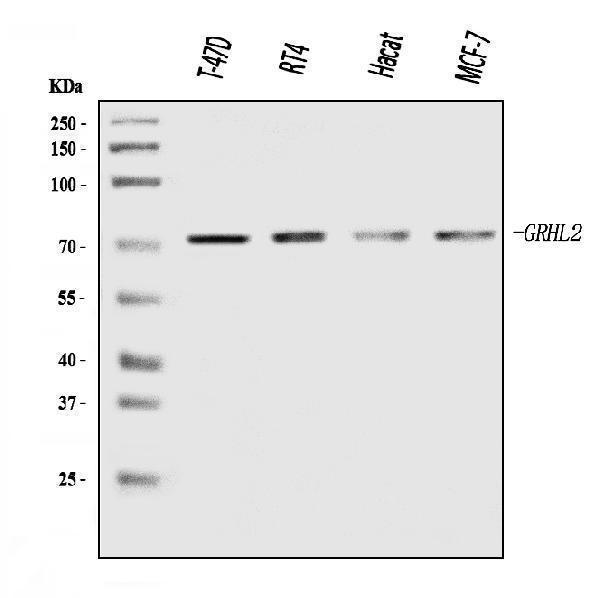  Western blot analysis of GRHL2 using anti-GRHL2 antibody (A04120-2)