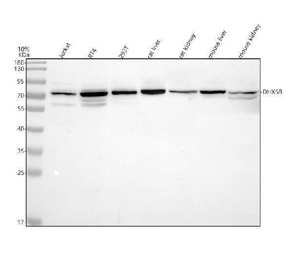 Western blot analysis of DHX58 using anti-DHX58 antibody (A04121-2)