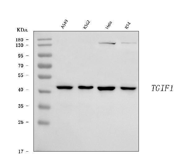  Western blot analysis of TGIF/TGIF1 using anti-TGIF/TGIF1 antibody (A04122-1)