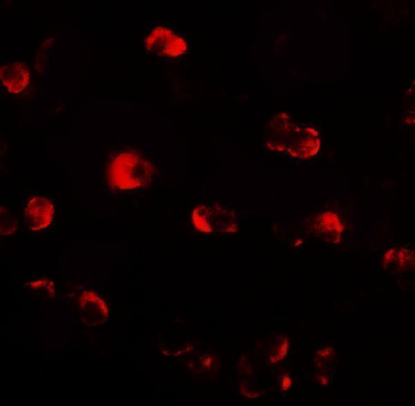Immunofluorescence of OASL1 in HepG2 cells with OASL1 antibody at 20 μg/mL