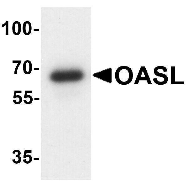 Western blot analysis of OASL in mouse bladder tissue lysate with OASL antibody at 1 μg/ml