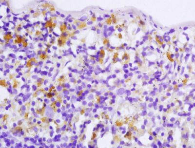 Tissue/cell: rat spleen tissue; 4% Paraformaldehyde-fixed and paraffin-embedded;
Antigen retrieval: citrate buffer ( 0