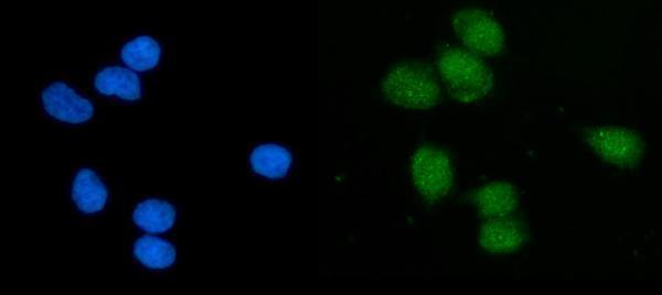  IF analysis of EIF1 using anti-EIF1 antibody (A04125-1)