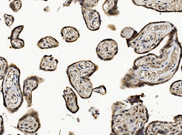  IHC analysis of EIF1 using anti-EIF1 antibody (A04125-1)