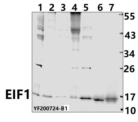 a04125 eif1 primary antiboties wb testing 1