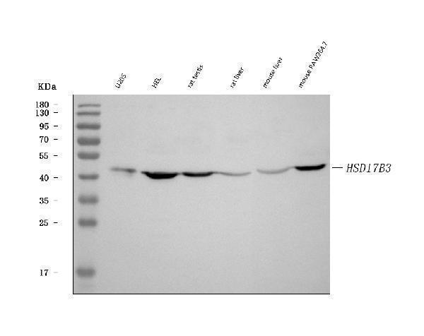  Western blot analysis of HSD17B3 using anti-HSD17B3 antibody (A04128-3)