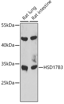 Western blot analysis of extracts of various cell lines, using HSD17B3 antibody  at 1:1000 dilution