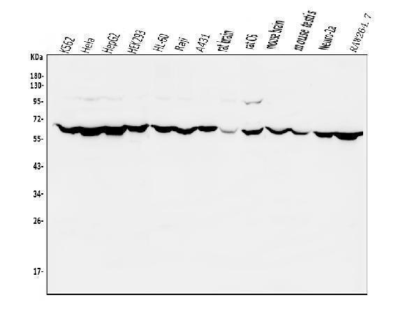 a04130 3 pias2 primary antibodies wb testing 1_1