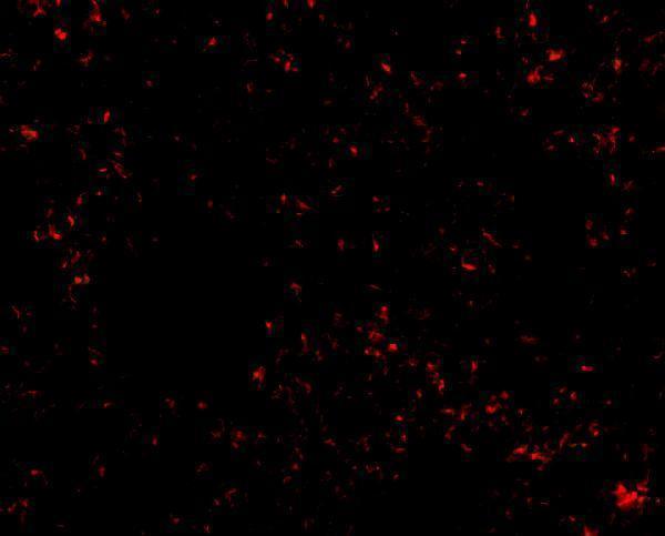 a04131 1 skil primary antibodies if testing 3
