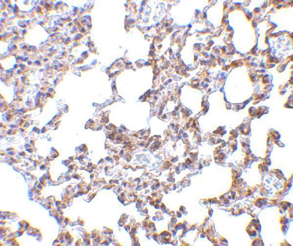 a04131 1 skil primary antibodies ihc testing 2