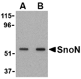 a04131 1 skil primary antibodies wb testing 1