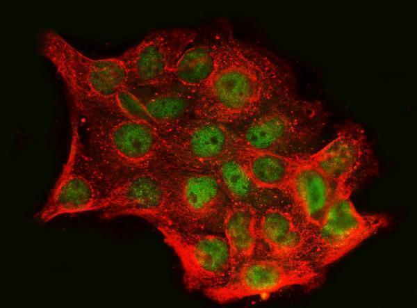 a04131 2 skil primary antibodies if testing 4