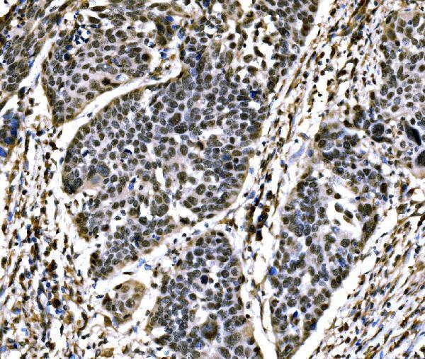 a04131 2 skil primary antibodies ihc testing 2