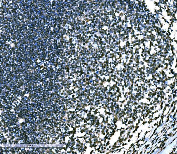a04131 2 skil primary antibodies ihc testing 3