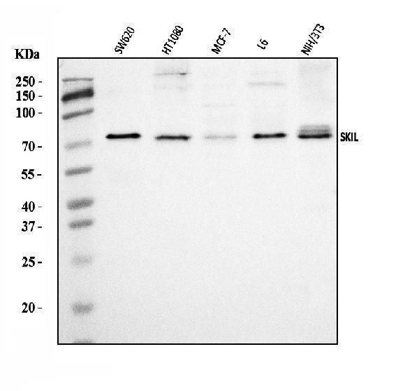 a04131 2 skil primary antibodies wb testing 1