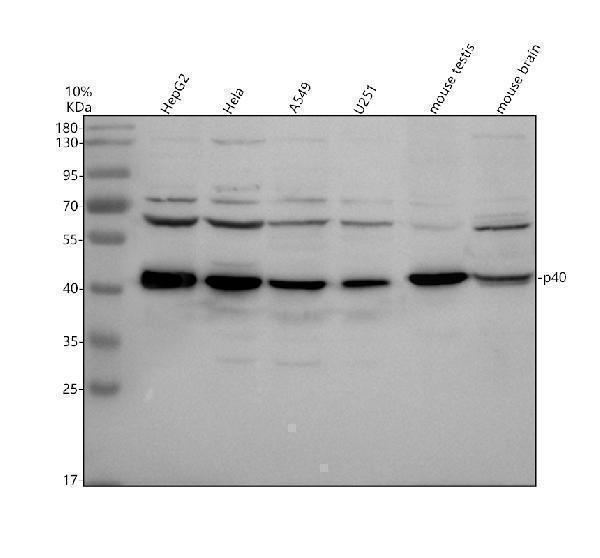 a04132 1 rabepk primary antibodies wb testing 1