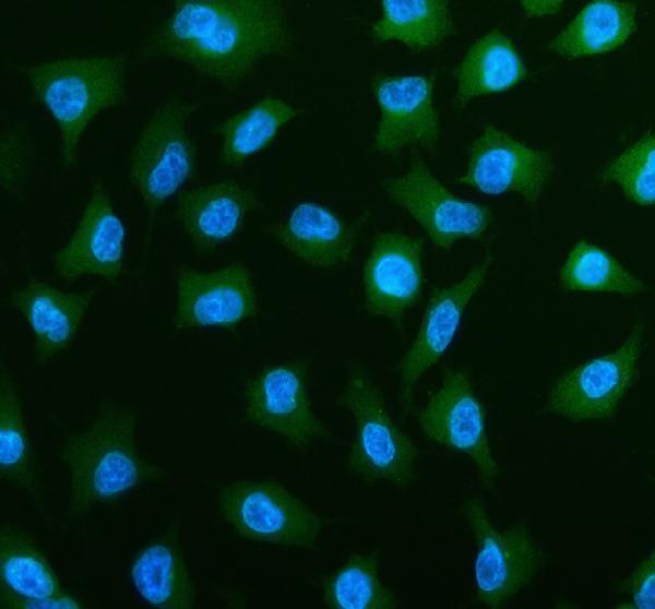 a04134 1 pls3 primary antibodies if testing 2