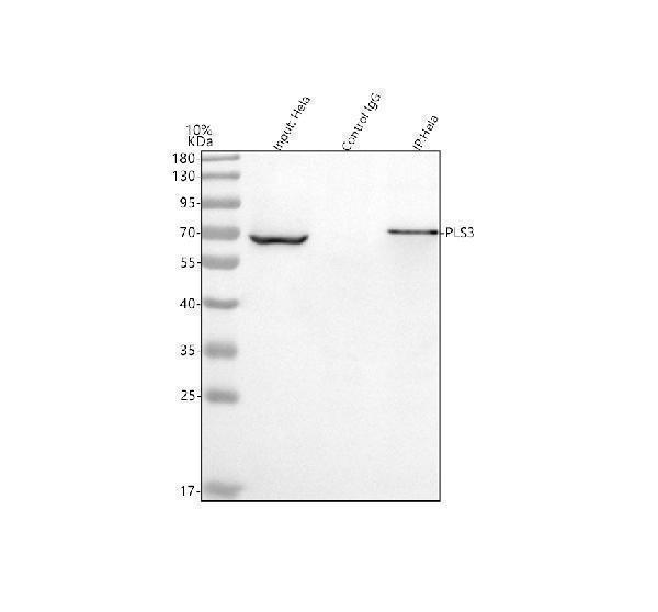 a04134 1 pls3 primary antibodies ip testing 5