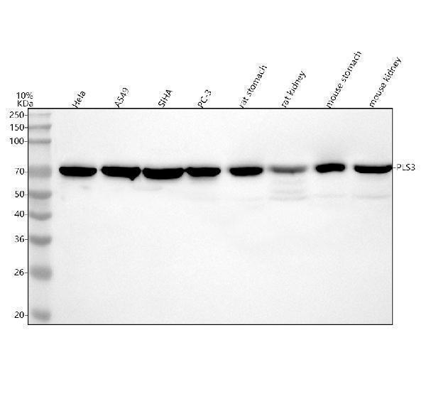 a04134 1 pls3 primary antibodies wb testing 1