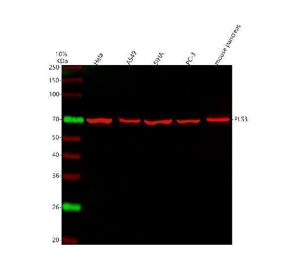 a04134 1 pls3 primary antibodies wb testing 4